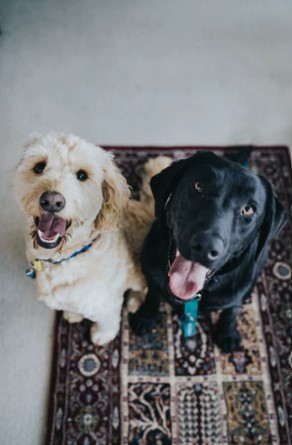 Dogs on a rug